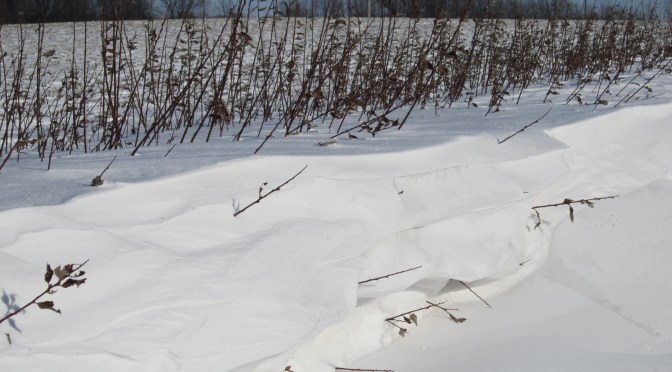 Willow shrubs could be next great Minnesota snow fence