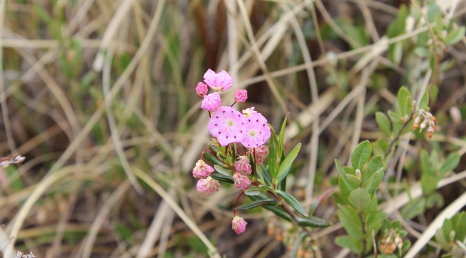 A look at five great environmental research projects