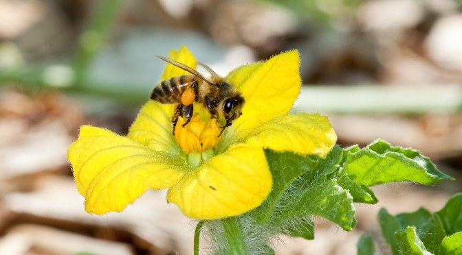 Protecting Bees & Butterflies With Right-of-Way