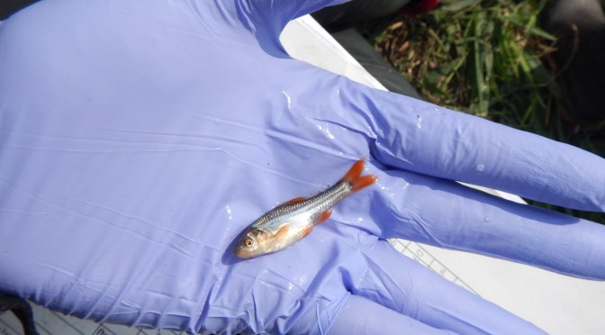 Darkness in Box Culverts Not a Likely Barrier to Topeka Shiner