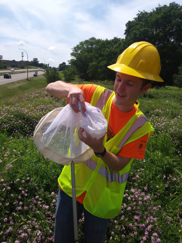 A researcher uses a net to gather bees alongside State Highway 36 West.