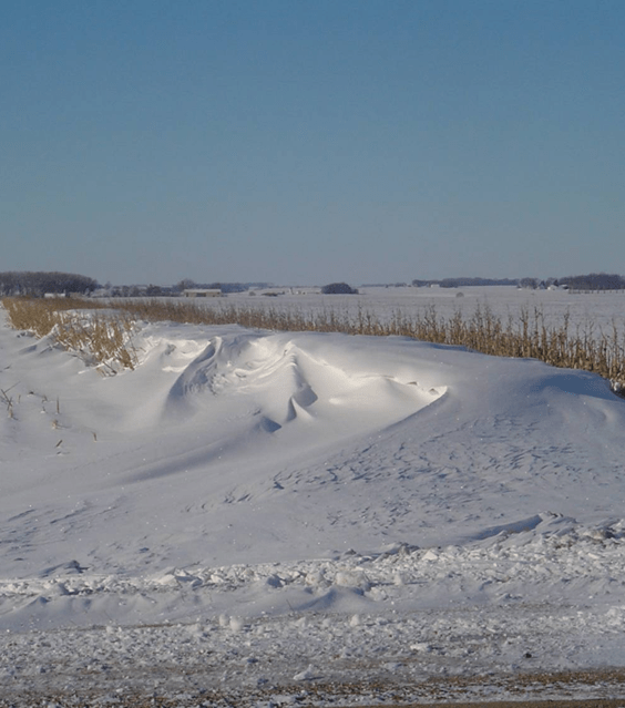 A snowdrift against a row of cornstalks.