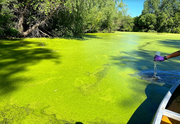 A pond covered in bright green algae.