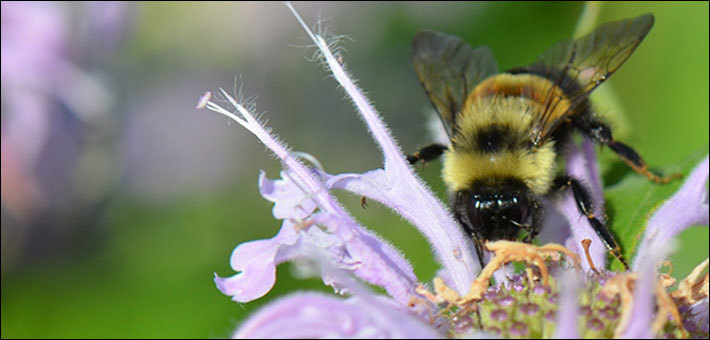 A black and yellow bumble bee on a flower.