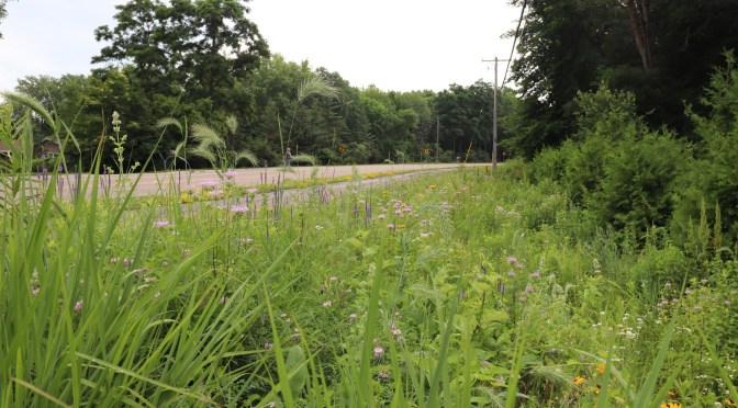 Improving Pollinator Habitat Through Cost-Effective Roadside Revegetation