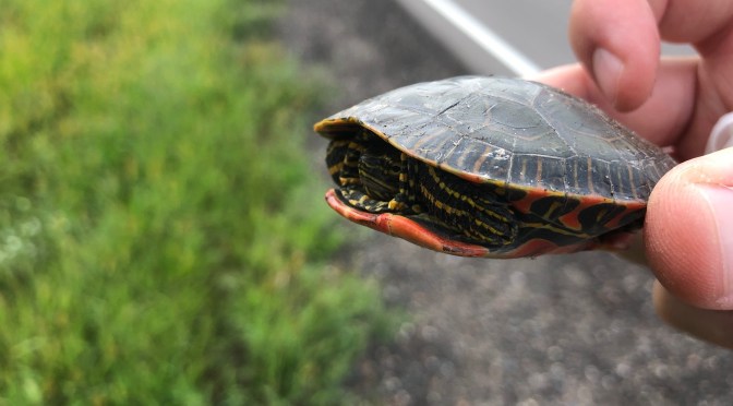 New Project: Assessing a New Tool for Early Detection of Endangered Turtles on Proposed Transportation Projects