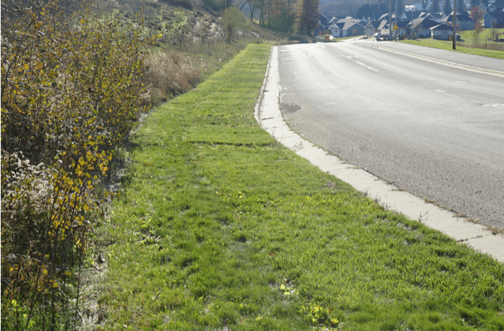 Green grass next to a road.