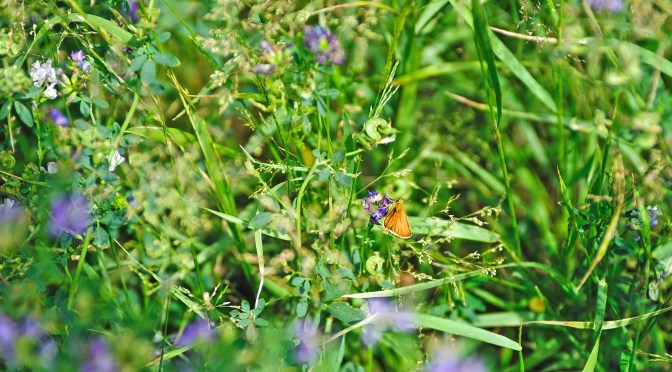 Strategies improve pollinator roadside habitat, reduce costs