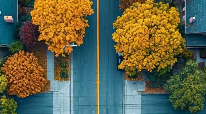 Creating a Leafy Boulevard: Best Practices for Tree Selection