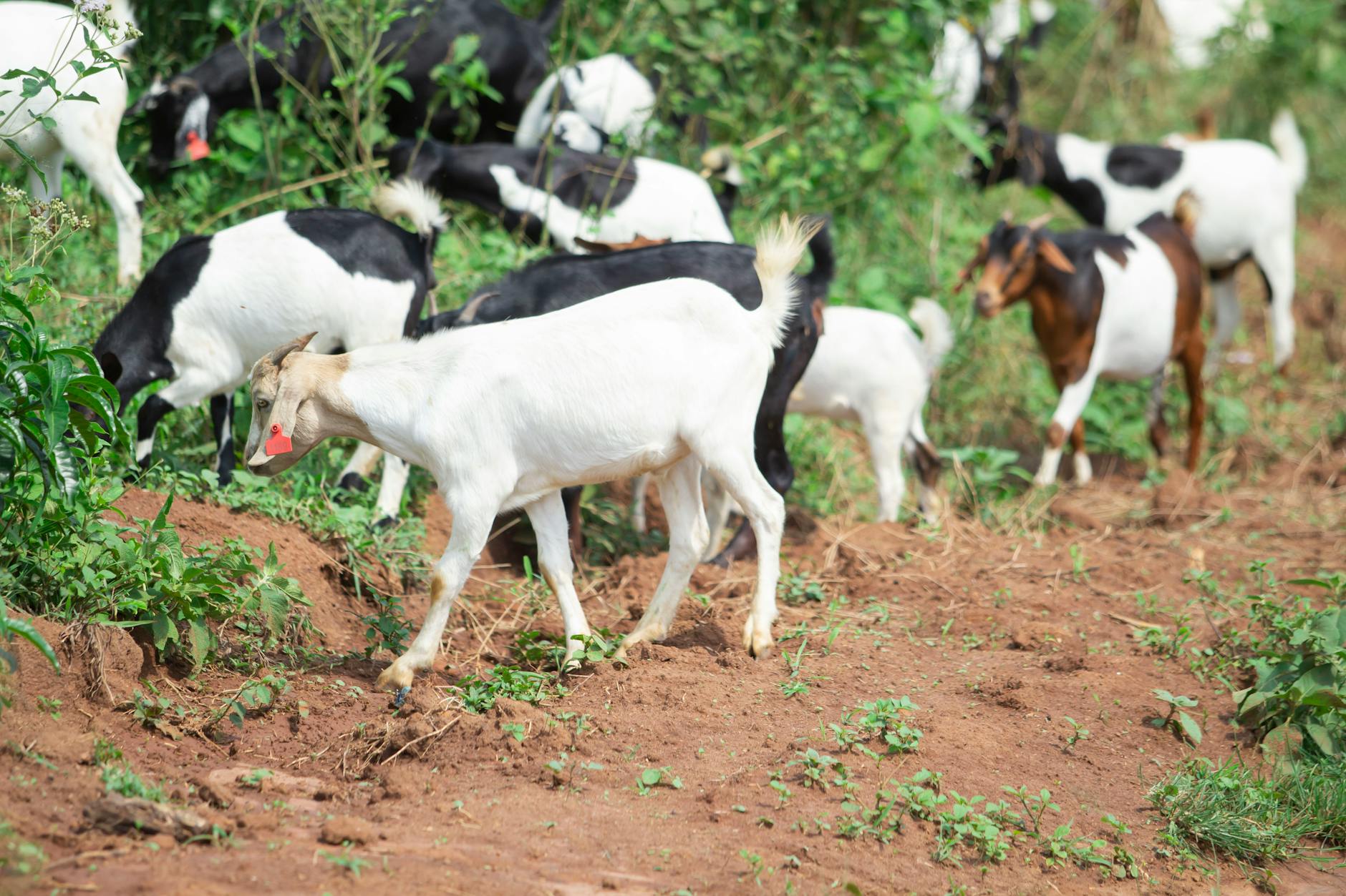 Goats can play a role in multi-pronged restoration of buckthorn-invaded ...